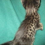 Savannah, F-2B, Brown Spotted Male DOB 3-26-18