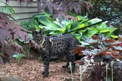 Zazu F-2B Savannah Male Large Brown spotted male DOB 4-18-15