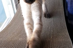 Cypher, F-2B Snow savannah Female DOB 2/7/18