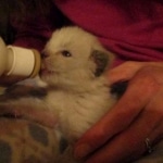 F-2B Female Snow Savannah DOB 2/7/18