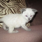 F-2B Female Snow Savannah DOB 2/7/18