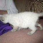 F-2B Female Snow Savannah DOB 2/7/18