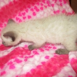 F-2B Female Snow Savannah DOB 2/7/18