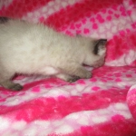 F-2B Female Snow Savannah DOB 2/7/18