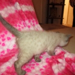 F-2B Female Snow Savannah DOB 2/7/18