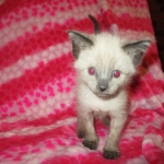 F-2B Female Snow Savannah DOB 2/7/18