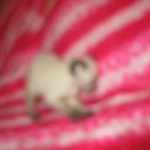 F-2B Female Snow Savannah DOB 2/7/18