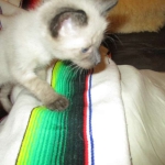 F-2B Female Snow Savannah DOB 2/7/18