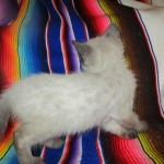 F-2B Female Snow Savannah DOB 2/7/18