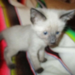 F-2B Female Snow Savannah DOB 2/7/18