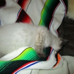 F-2B Female Snow Savannah DOB 2/7/18