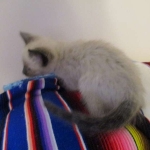 F-2B Female Snow Savannah DOB 2/7/18