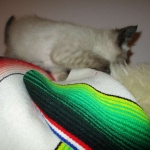 F-2B Female Snow Savannah DOB 2/7/18