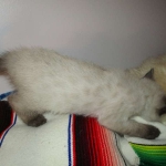 F-2B Female Snow Savannah DOB 2/7/18