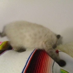 F-2B Female Snow Savannah DOB 2/7/18