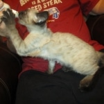 F-2B Female Snow Savannah DOB 2/7/18