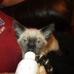 F-2B Female Snow Savannah DOB 2/7/18