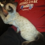 F-2B Female Snow Savannah DOB 2/7/18