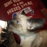 F-2B Female Snow Savannah DOB 2/7/18