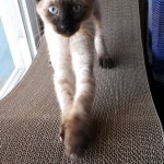 Cypher, F-2B Female Snow Savannah DOB 2/7/18