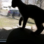 Cypher, F-2B Female Snow Savannah DOB 2/7/18