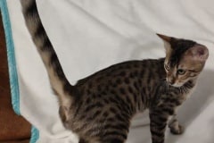 Savannah F-4SBT Brown Spotted Male #2 DOB 3/24/24