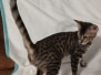 Savannah F-4SBT Brown Spotted Male #2 DOB 3/24/24