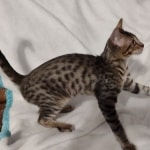 Savannah-F4-SBT-male-1-DOB-4-7-24-B