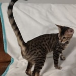 Savannah-F4-SBT-male-DOB-3-24-24-A