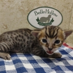 Savannah F-4SBT Brown Spotted Male DOB 3-24-24