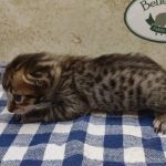 Savannah F-4SBT Brown Spotted Male DOB 3-24-24