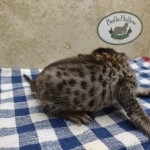 Savannah F-4SBT Brown Spotted Male DOB 3-24-24