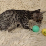 Savannah F-4SBT Brown Spotted Male DOB 3-24-24