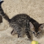 Savannah F-4SBT Brown Spotted Male DOB 3-24-24