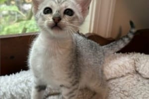 Savannah F-4SBT Silver Spotted female kitten Mystic DOB 5-9-26