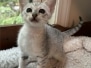 Savannah F-4SBT Silver Spotted female kitten Mystic DOB 5-9-26