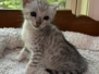 Savannah F-4SBT silver female kitten Mystic DOB 5-9-26