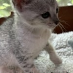 F4 SBT Silver Savannah kittend