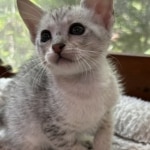 F4 SBT Silver Savannah kitten