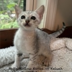 Savannah kitten Mystic-6.24.2026e