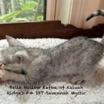 Savannah Kitten Mystic-6.24.2026g