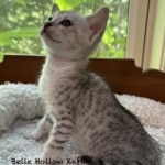 F4 SBT Silver Savannah kittena
