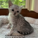 F4 SBT Silver Savannah kittenb
