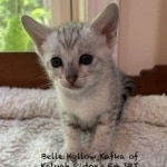 F4 SBT Silver Savannah kittenc