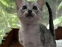Savannah F-4SBT Silver female kitten Haven DOB 5-9-26