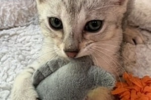 Savannah F-4SBT Silver spotted female kitten Haven DOB 5-9-26