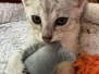 Savannah F-4SBT Silver female kitten Haven DOB 5-9-26