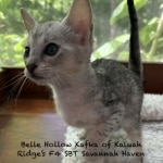 Savannah F-4SBT Female Kitten Haven c