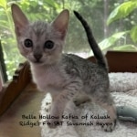 Savannah F-4SBT Female Kitten Haven b
