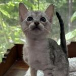 Savannah F-4SBT Female Kitten Haven d